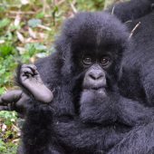  Baby Gorilla (Rwanda)
